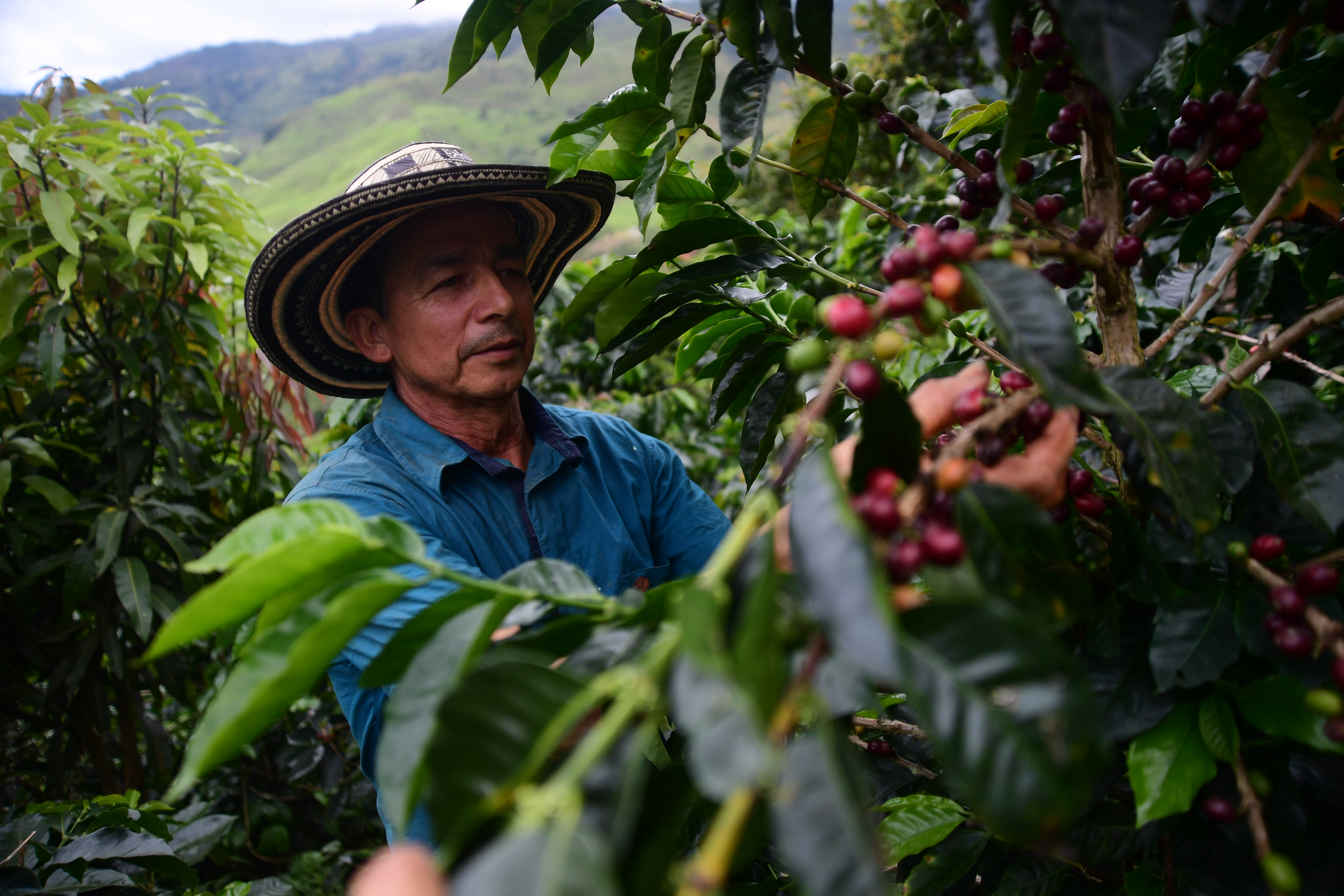 Producción cafetera sube 19 % en agosto: ¿qué tan bueno luce el futuro del grano?