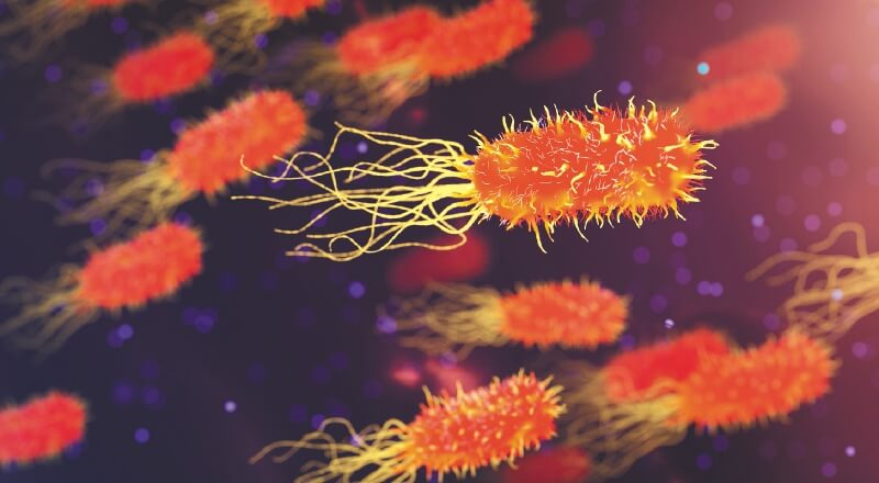 Genoma de bacterias que residen en el cuerpo humano ofrece nuevas perspectivas. / Pixabay