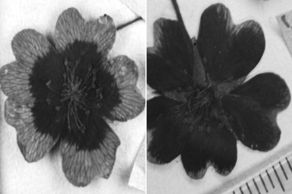 Las flores están transformando sus colores por el cambio climático