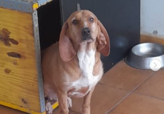 Hannah, la perrita por la que nadie pregunta en un refugio: "no entendemos por qué"
