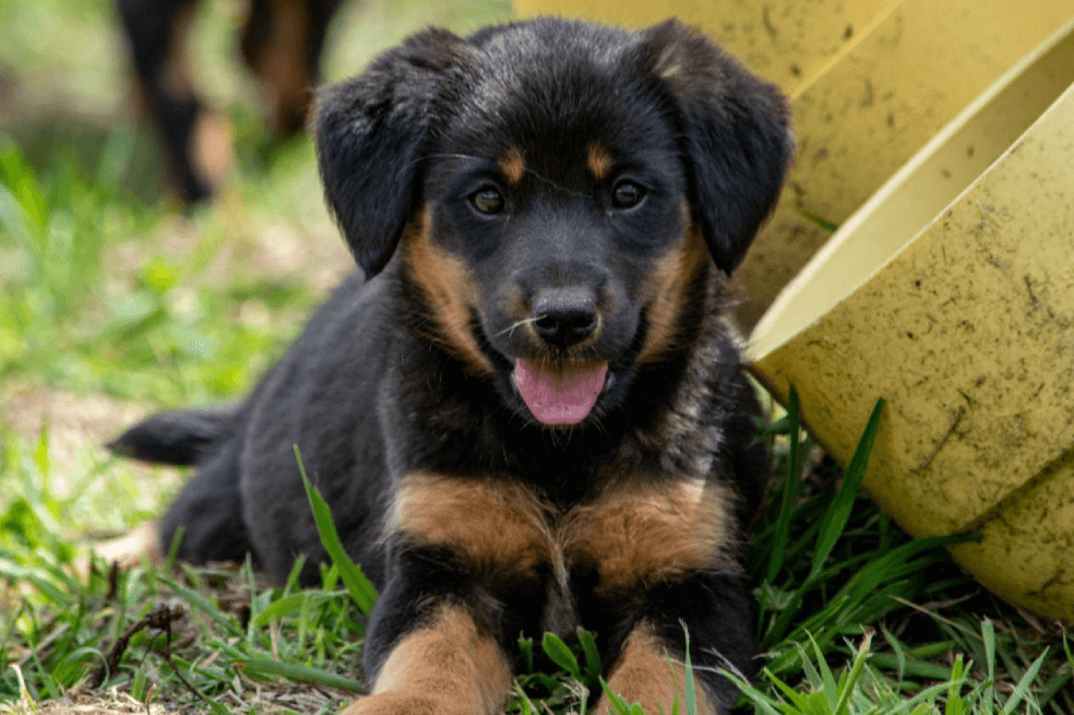 CanisCAR, la iniciativa que busca ayudar a animales abandonados durante la cuarentena