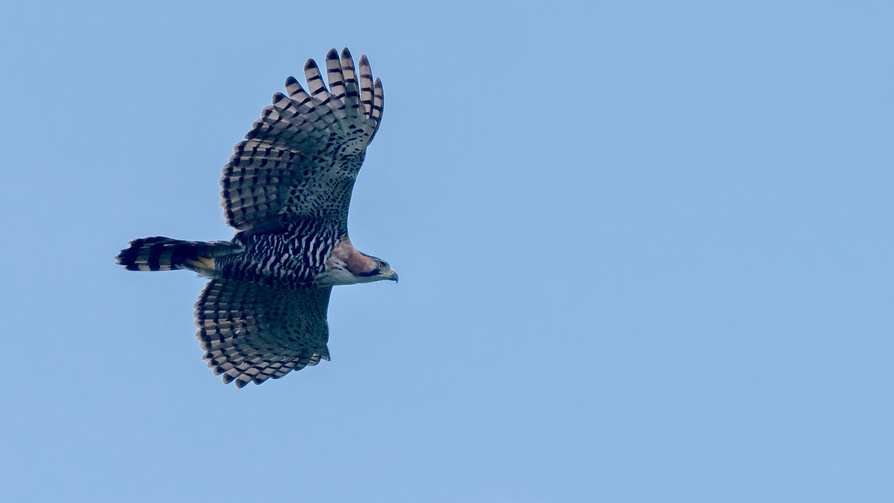 Un águila crestada, de las más grandes de Colombia, murió por una herida de bala