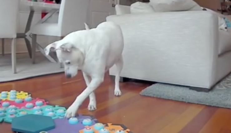 ¿Cómo funcionan los botones con los que, supuestamente, se “comunican” perros y gatos?