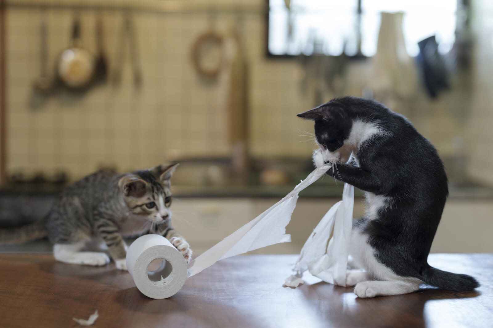 “Trabajadores duros”, fotografía tomada por Atsuyuki Ohshima. Estos gatos, según el fotógrafo, “lo dan todo en cada situación”. Por ejemplo, en esta imagen parece que están trabajando juntos para desenrollar el papel higiénico.