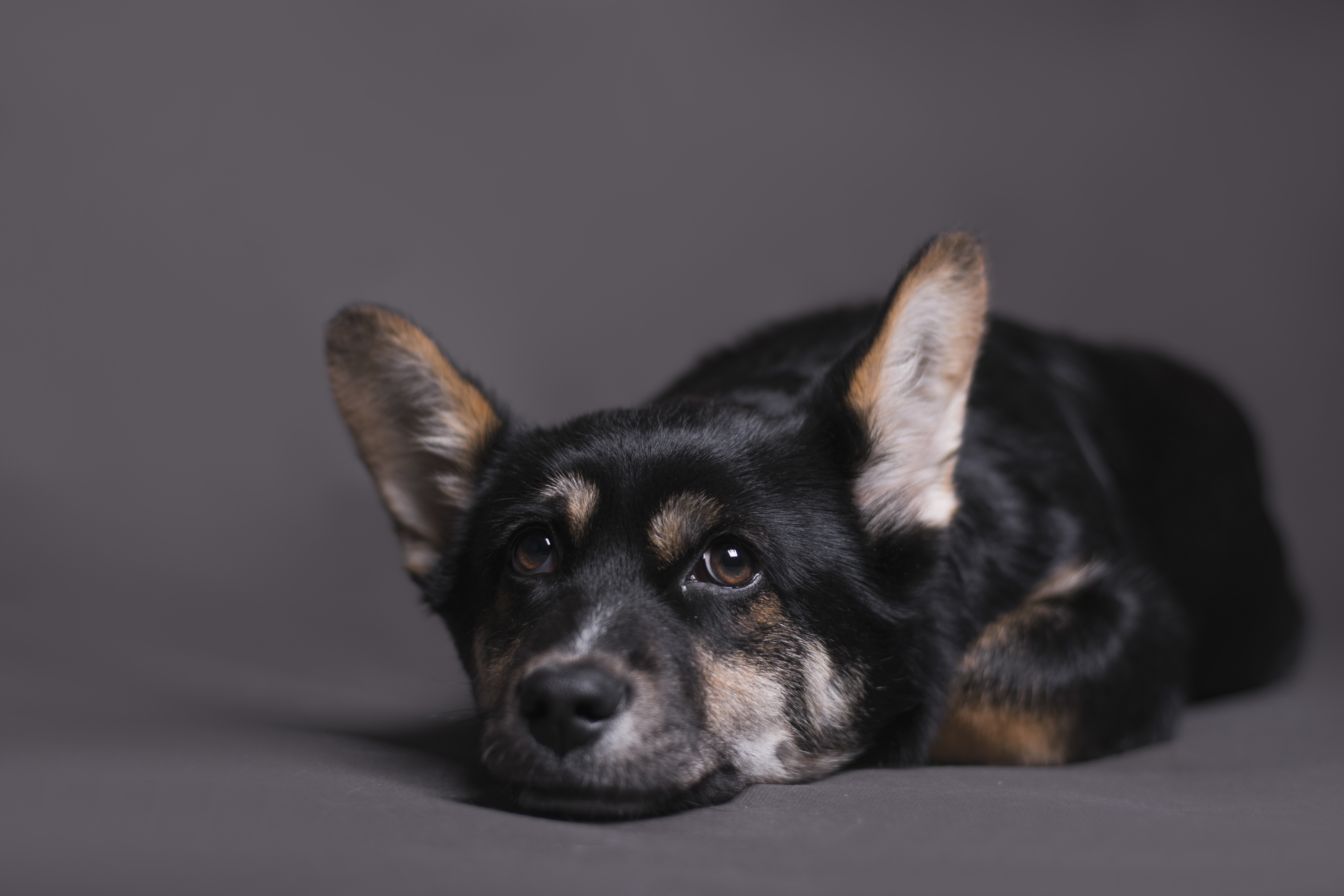 ¿Por qué los perros giran antes de acostarse?