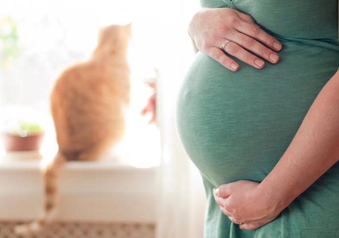 Toxoplasmosis en gatos: ¿realmente afecta a las mujeres embarazadas?