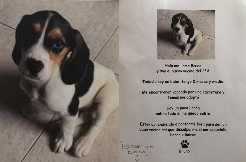“Perdón”: Con esta emotiva carta presentaron a un perrito adoptado en un edificio