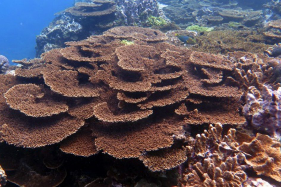 Gran barrera de coral australiana, más amenazada de lo que se pensaba