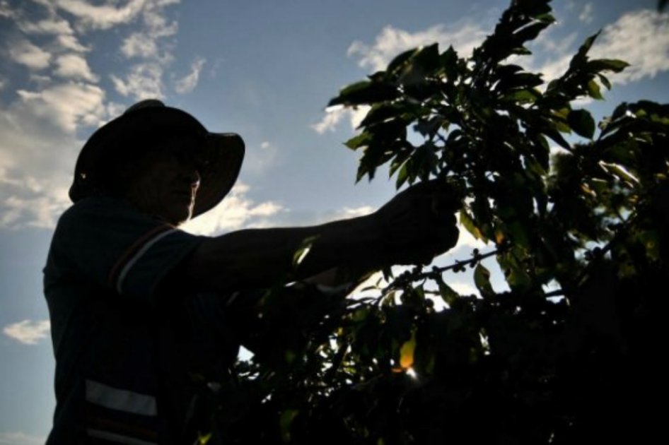 Cafeteros insisten en precios de sustentación para el sector