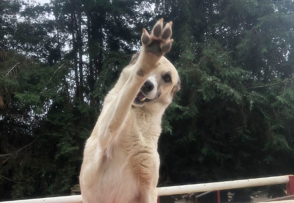 Cirilo, el perrito que lleva seis años en un refugio esperando una nueva familia