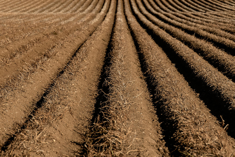 La forma en la que comemos y producimos alimentos es uno de los motores de la pérdida de biodiversidad y de vida silvestre. Por ello, es importante hacer cambios en nuestros hábitos de consumo.