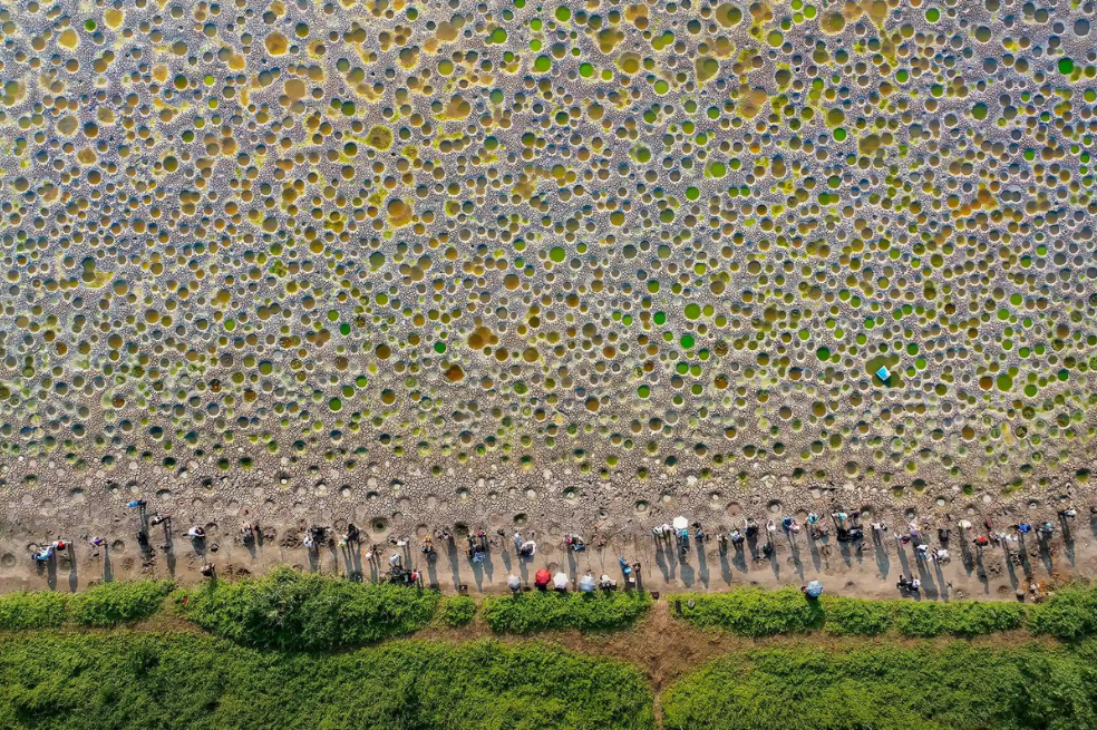 Categoría agua dulce:
En esta imagen se ven los agujeros cavados por los peces para el desove después de que el estanque se secó en Tai Sang Wai, Hong Kong. El autor es Jeanny Tang.