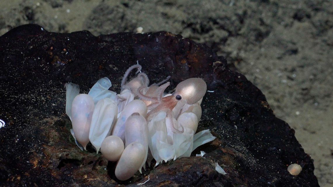 Descubren cuatro nuevas especies de pulpos