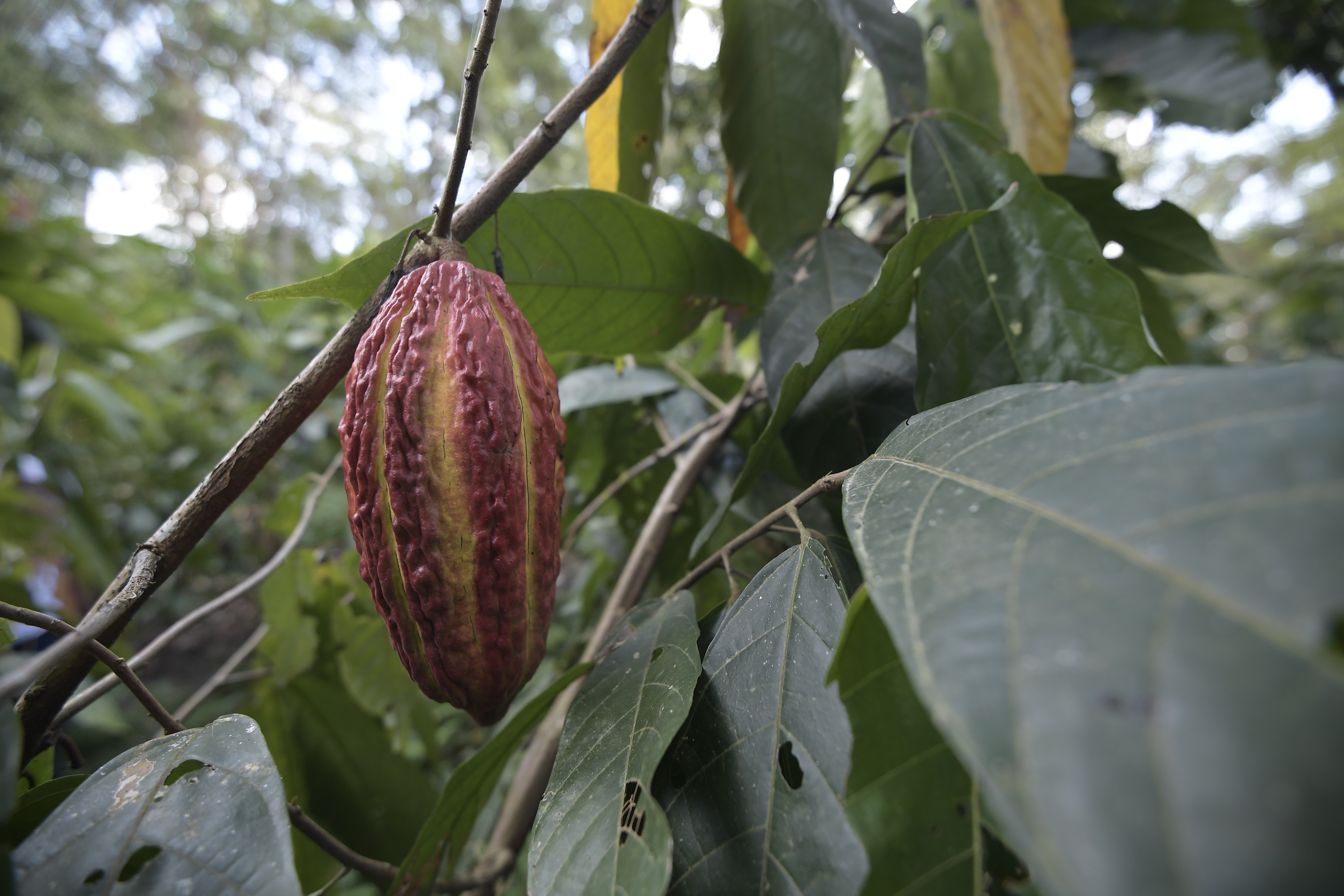 Campesinos cultivando cacao en el municipio de Puerto Boyacá.