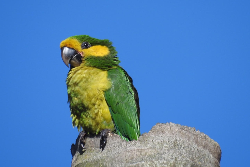 El loro orejiamarillo aumentó su población gracias a esfuerzos de conservación