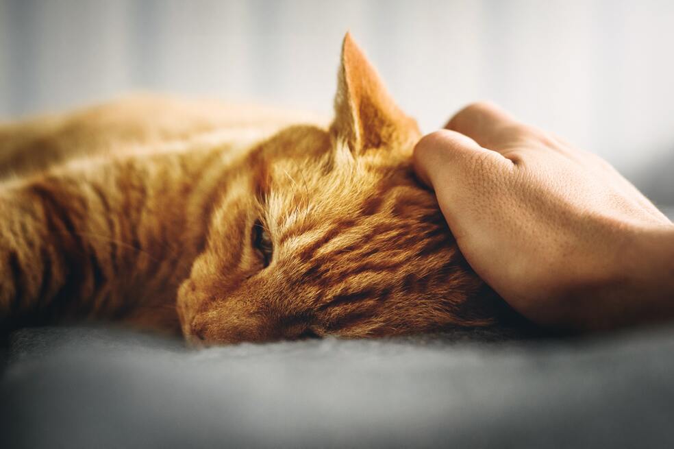 ¿Cuáles son los signos de una enfermedad en mi mascota y cuándo debo llevarla al veterinario?