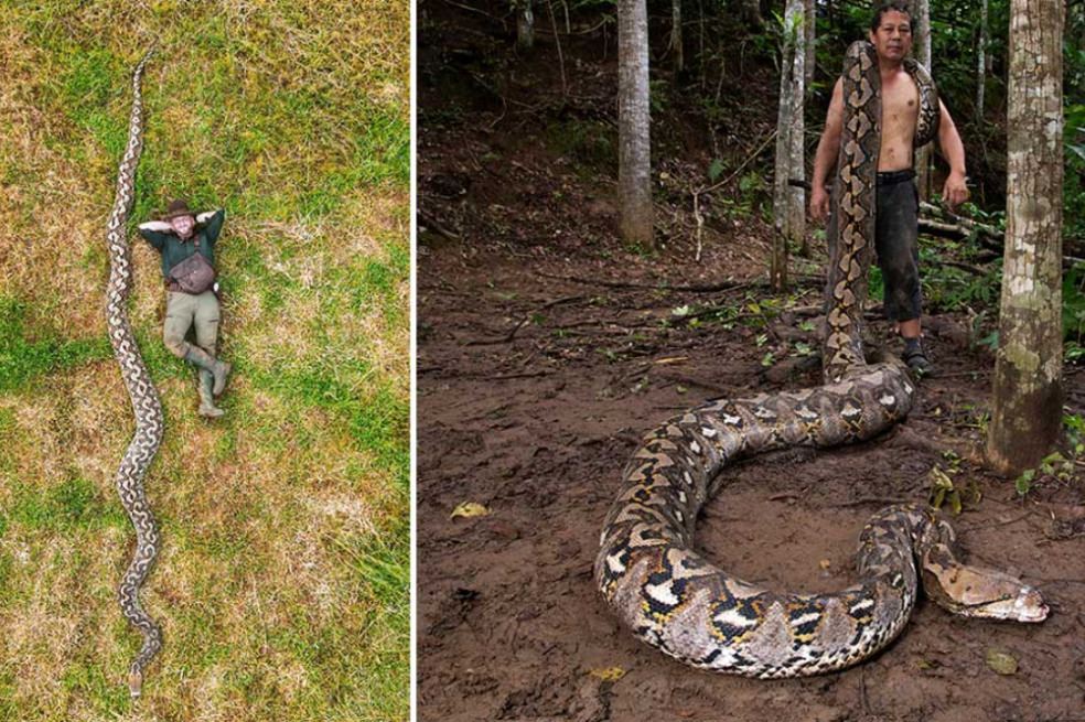 ¡Nuevo récord! Esta es la serpiente silvestre más larga del mundo