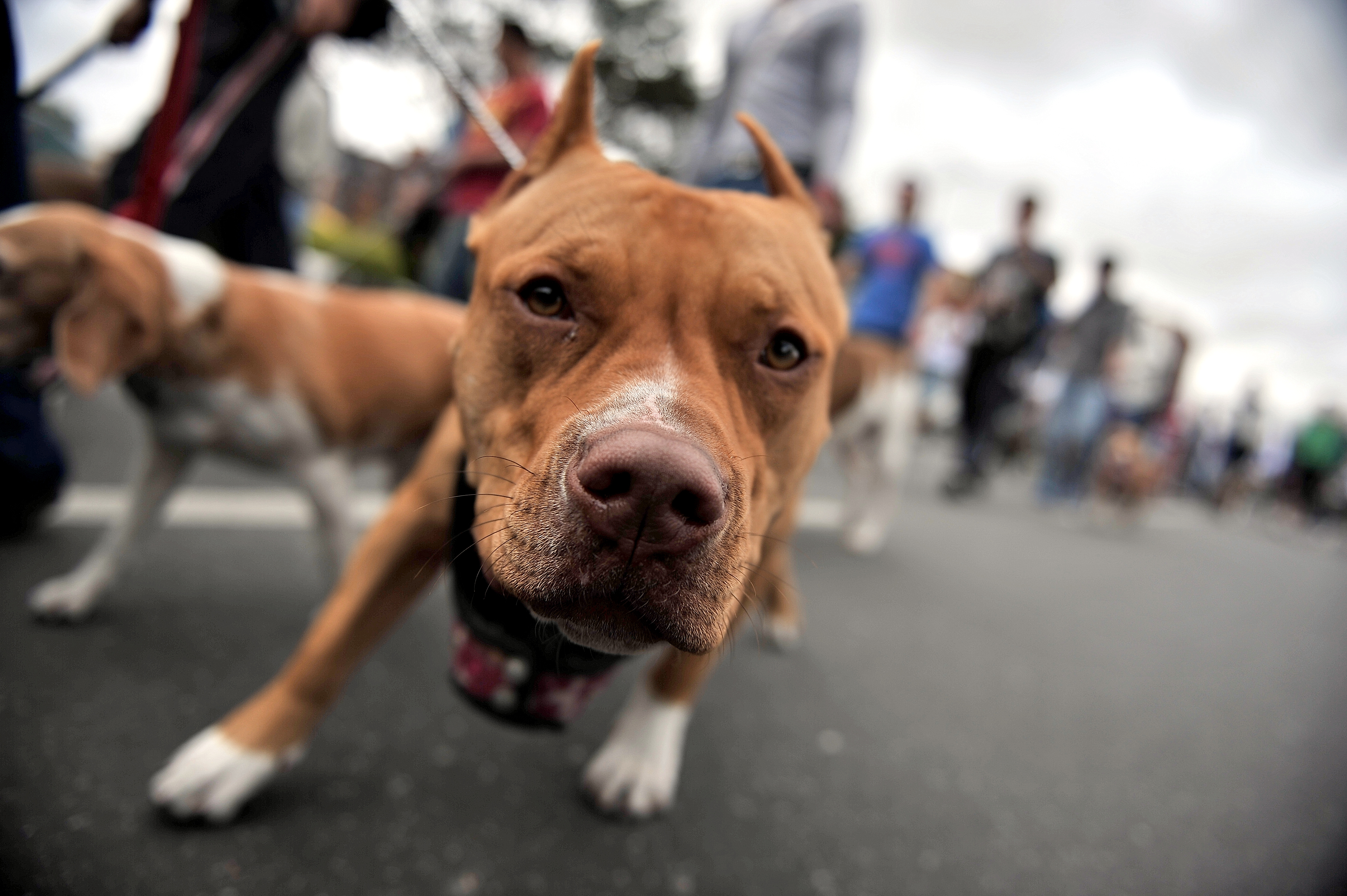 Con un perro de raza peligrosa: así intimidaron y robaron a una mujer en Bogotá