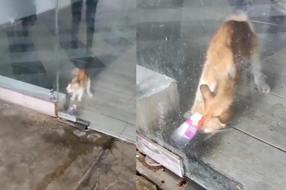 (Video) Gatito encerrado en un local de Cartagena fue rescatado por la Policía