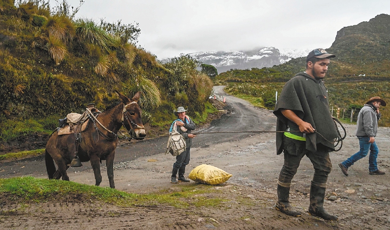 Nevado del Ruiz: ¿cómo cuidar a los animales por la caída de ceniza?