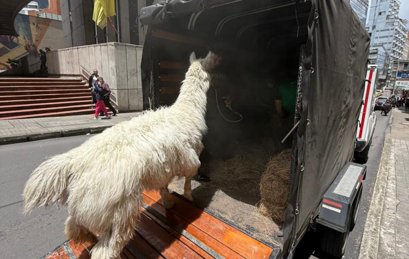 A 15 meses de la prohibición total, rescatan llama maltratada en el centro de Bogotá