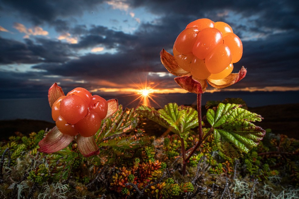 Subcampeón categoría de plantas y hongos: Audun Rikardsen, de Noruega.