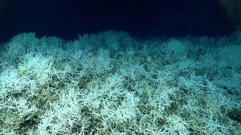 Encuentran el arrecife de coral más grande del mundo