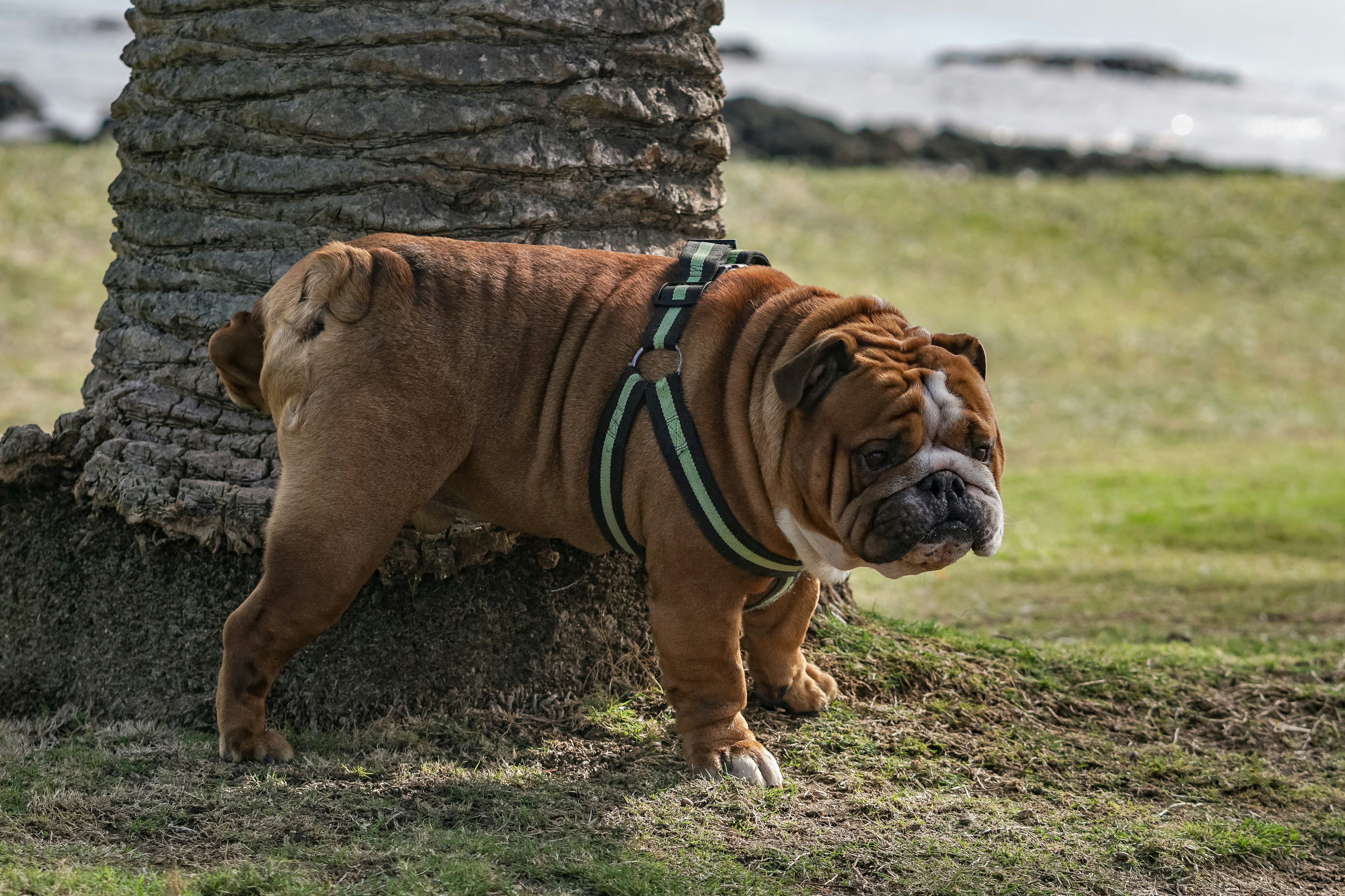 ¿Cuántas veces debe orinar un perro y cuándo no es normal?