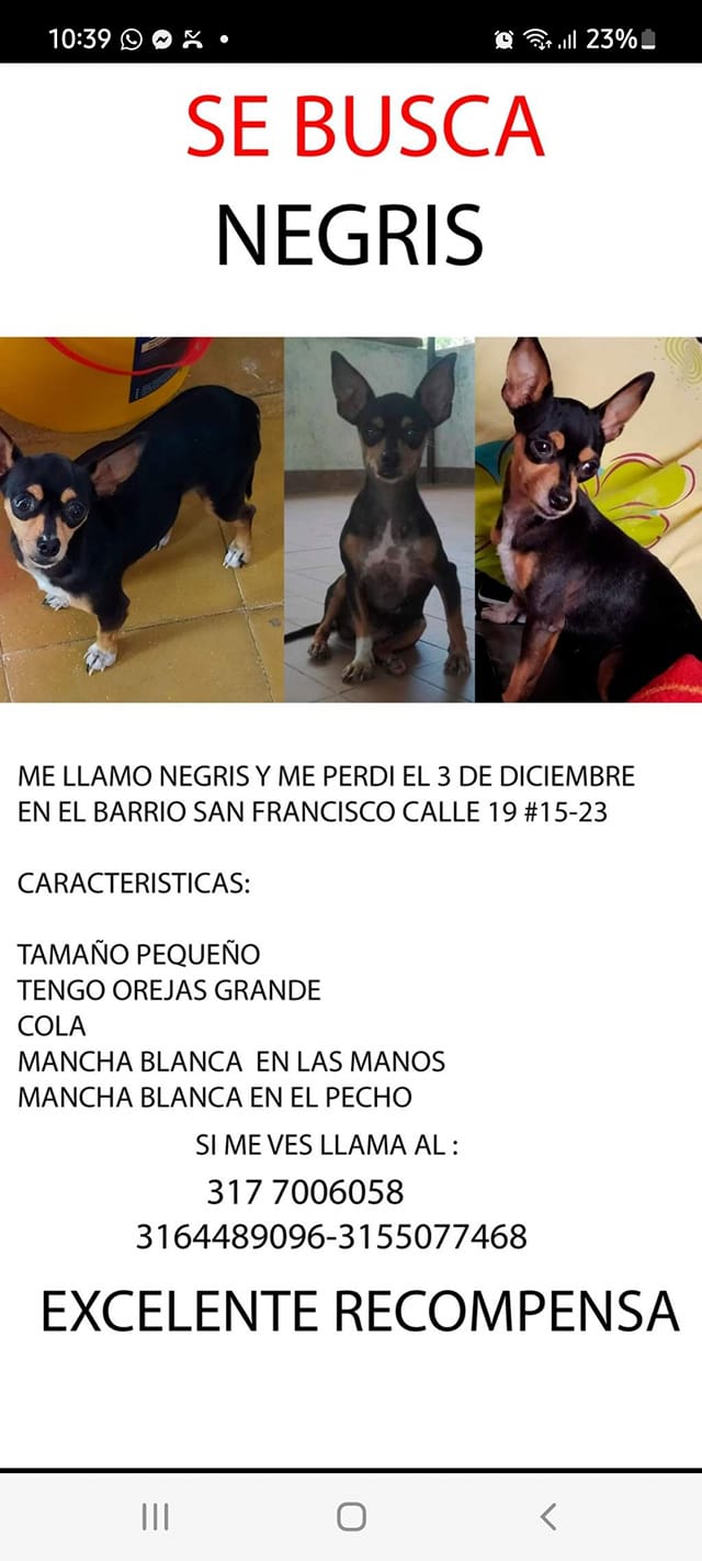 Mascotas perdidas en Colombia