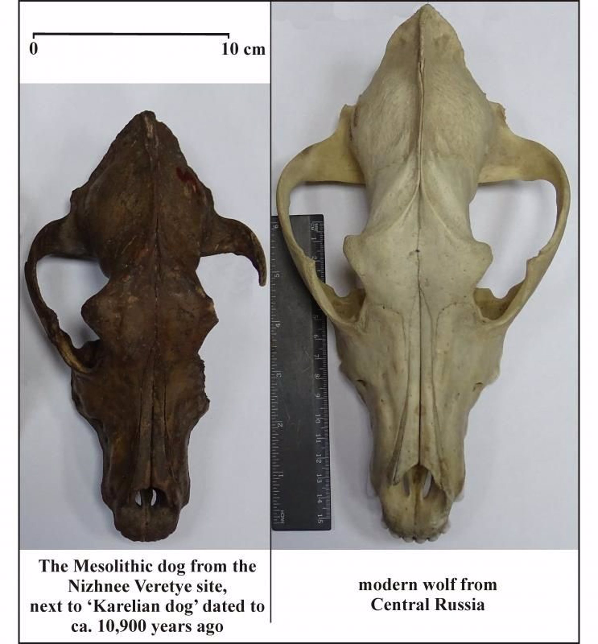 Comparativa de cráneo de perro mesolítico y lobo moderno.