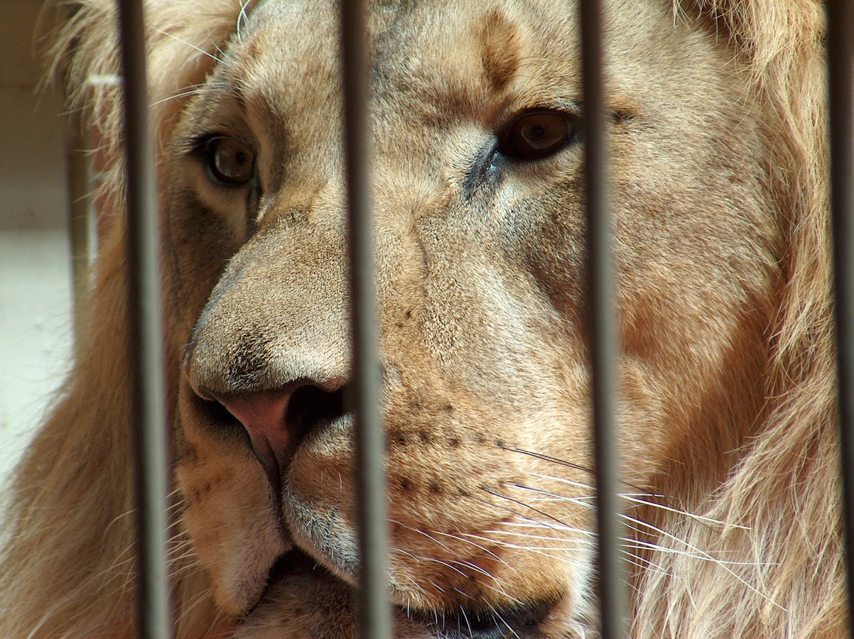 Francia prohíbe los animales salvajes en los circos y los delfines en los acuarios