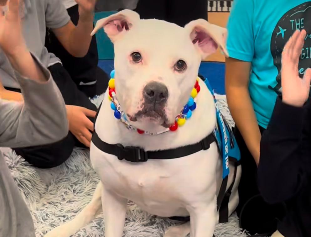 Cole, el perro de terapia sordo que enseña música a los niños de escuelas (video)