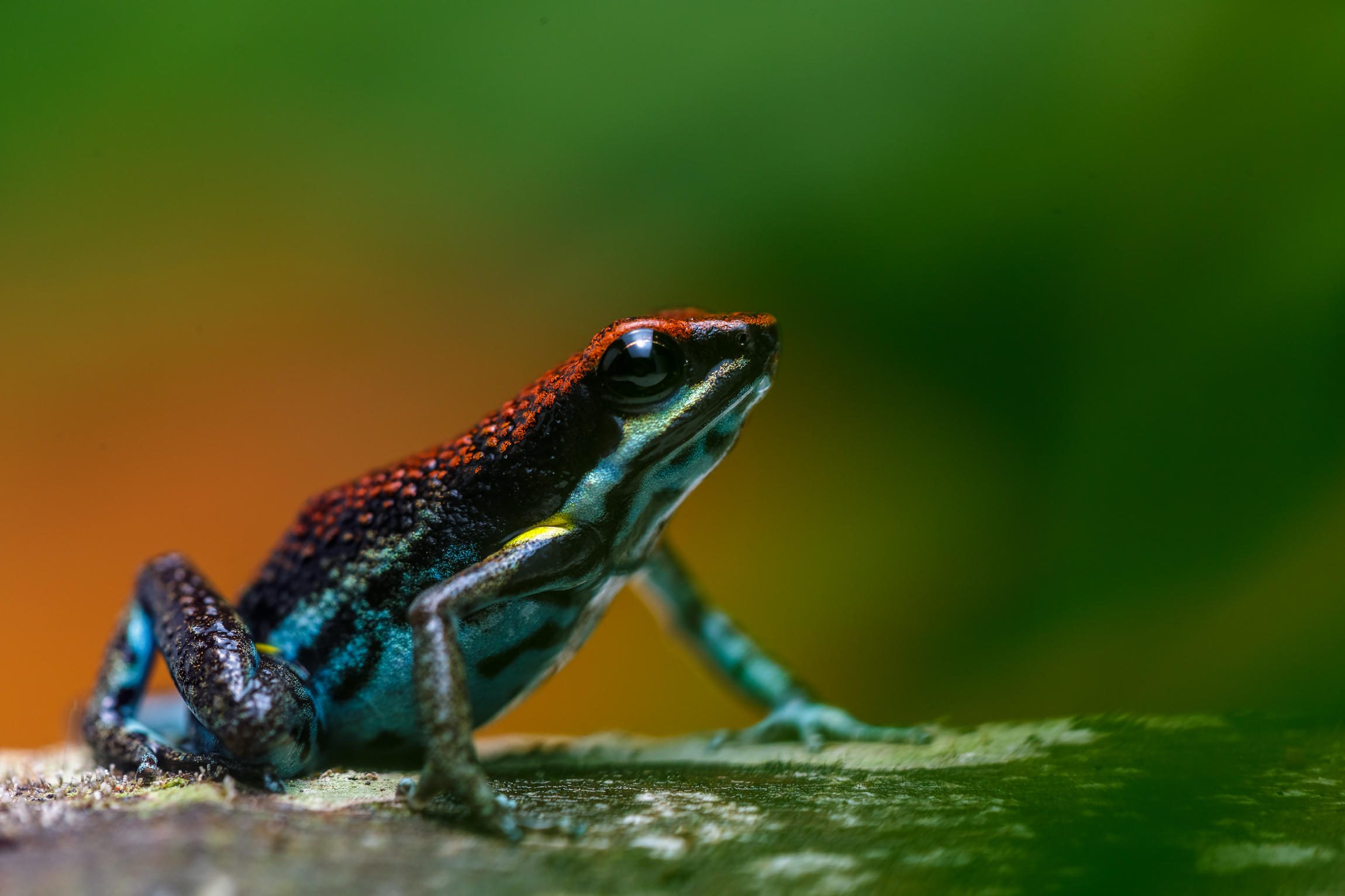 2022, un año clave para revertir la pérdida de biodiversidad