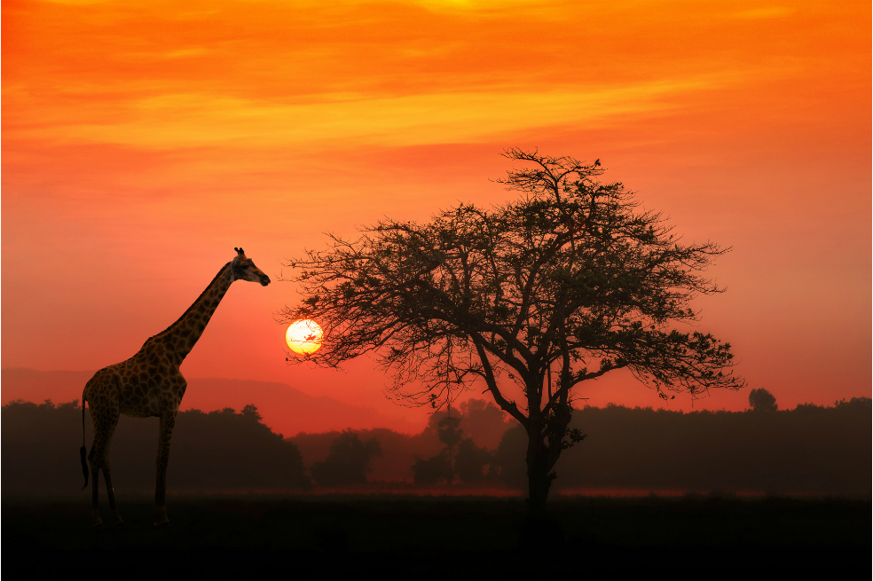 Cinco safaris para conocer África este 2017