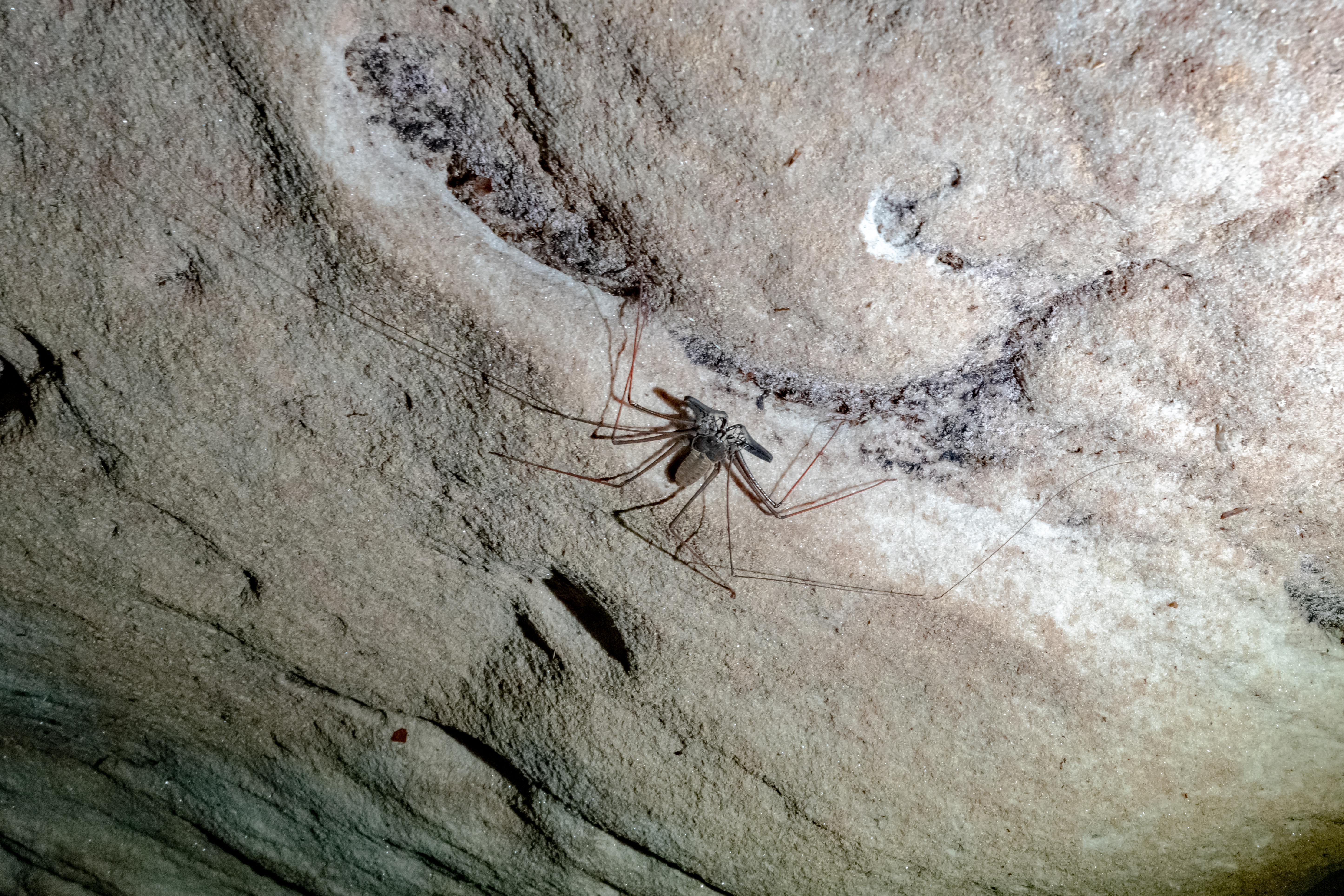A ojos de Villarreal, las arañas látigo de la Amazonia siguen siendo casi un misterio, pues las cuevas de la región son de las menos exploradas.