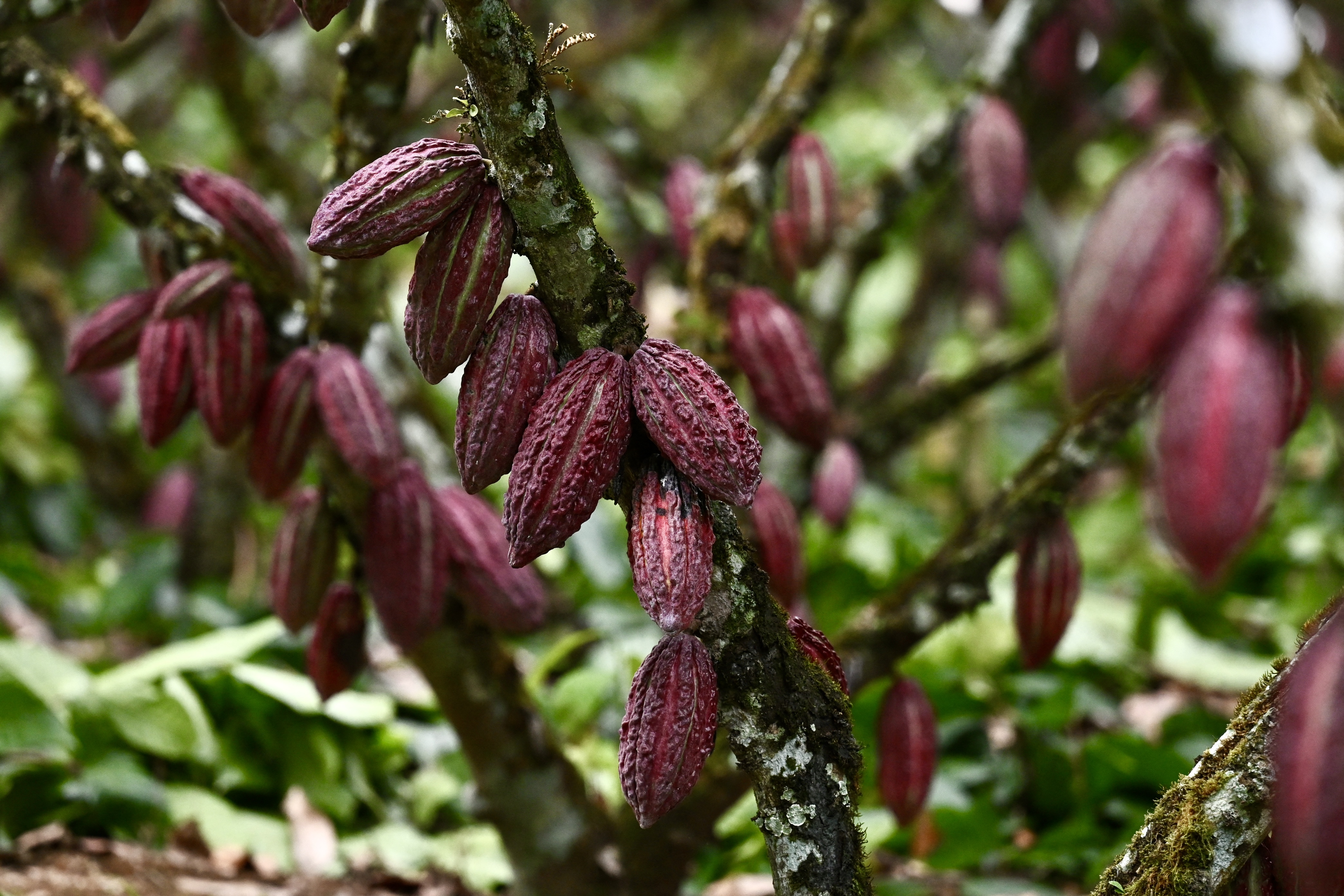 El cacao se cotiza como “oro” en Ecuador y atrae al crimen organizado