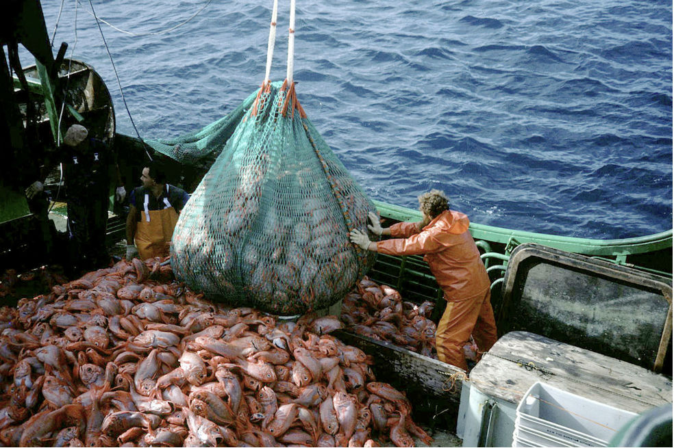 Diez millones de toneladas de pescado se desperdician cada año