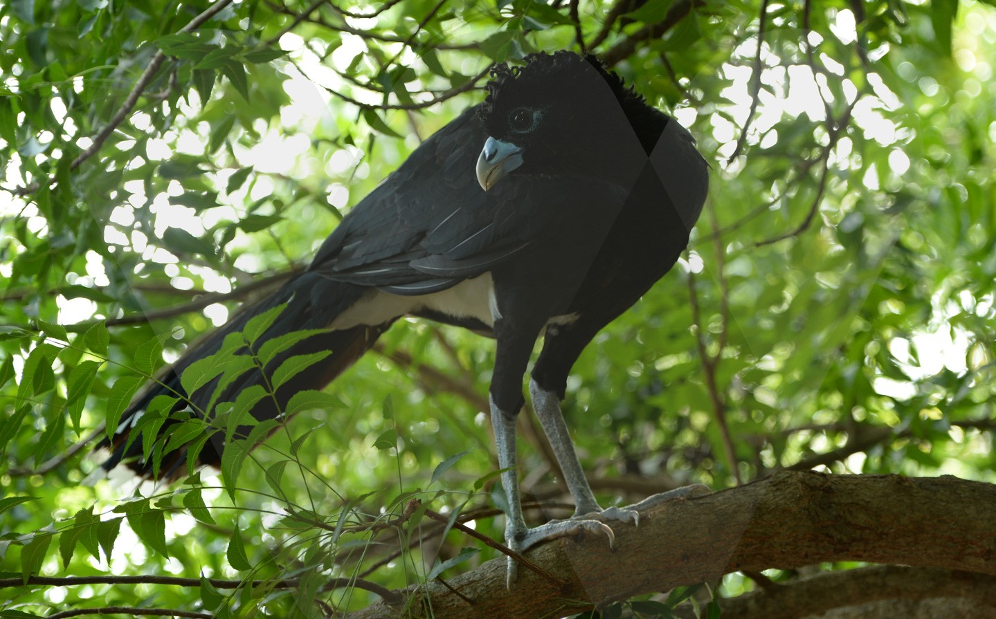 La clave para evitar la extinción de un ave que solo habita en Colombia