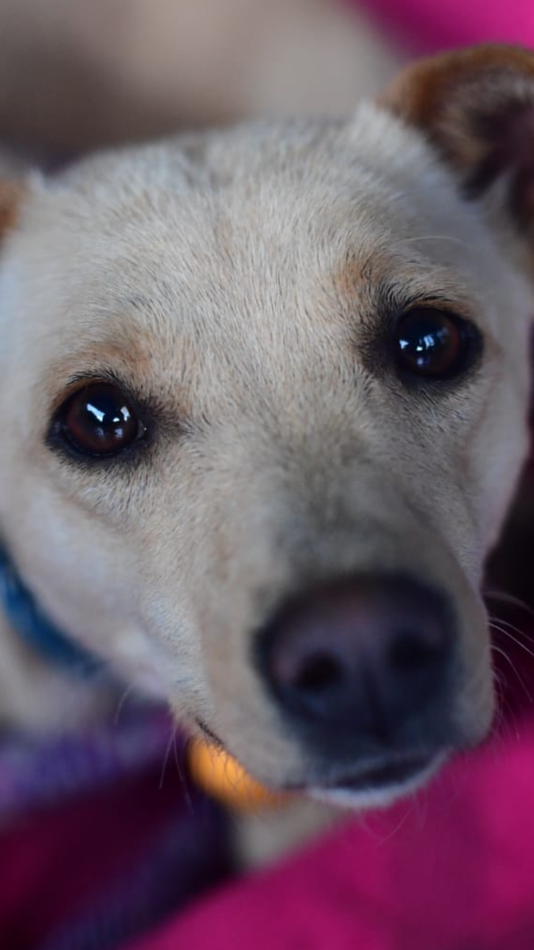 ¡Cinco razones para adoptar un perro criollo en Colombia!