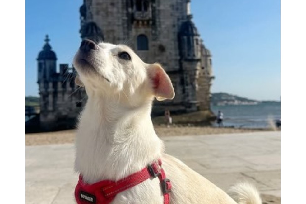 Viajar con un perro no es sencillo, y Borngesser reconoce que implica múltiples desafíos: desde buscar rutas que permitan animales en cabina hasta cumplir con los estrictos requisitos sanitarios de cada país.
