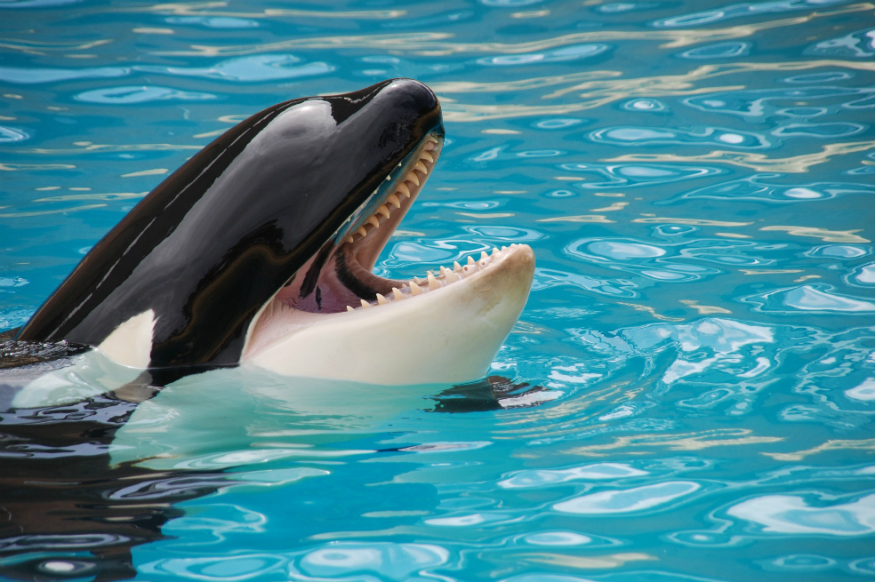 Una orca imita el lenguaje humano y aprendió a decir «hello»