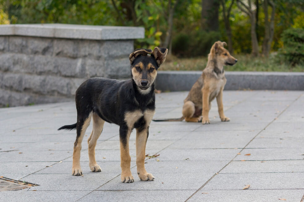 Más de 12.000 mascotas han sido abandonadas durante la pandemia, en Cundinamarca