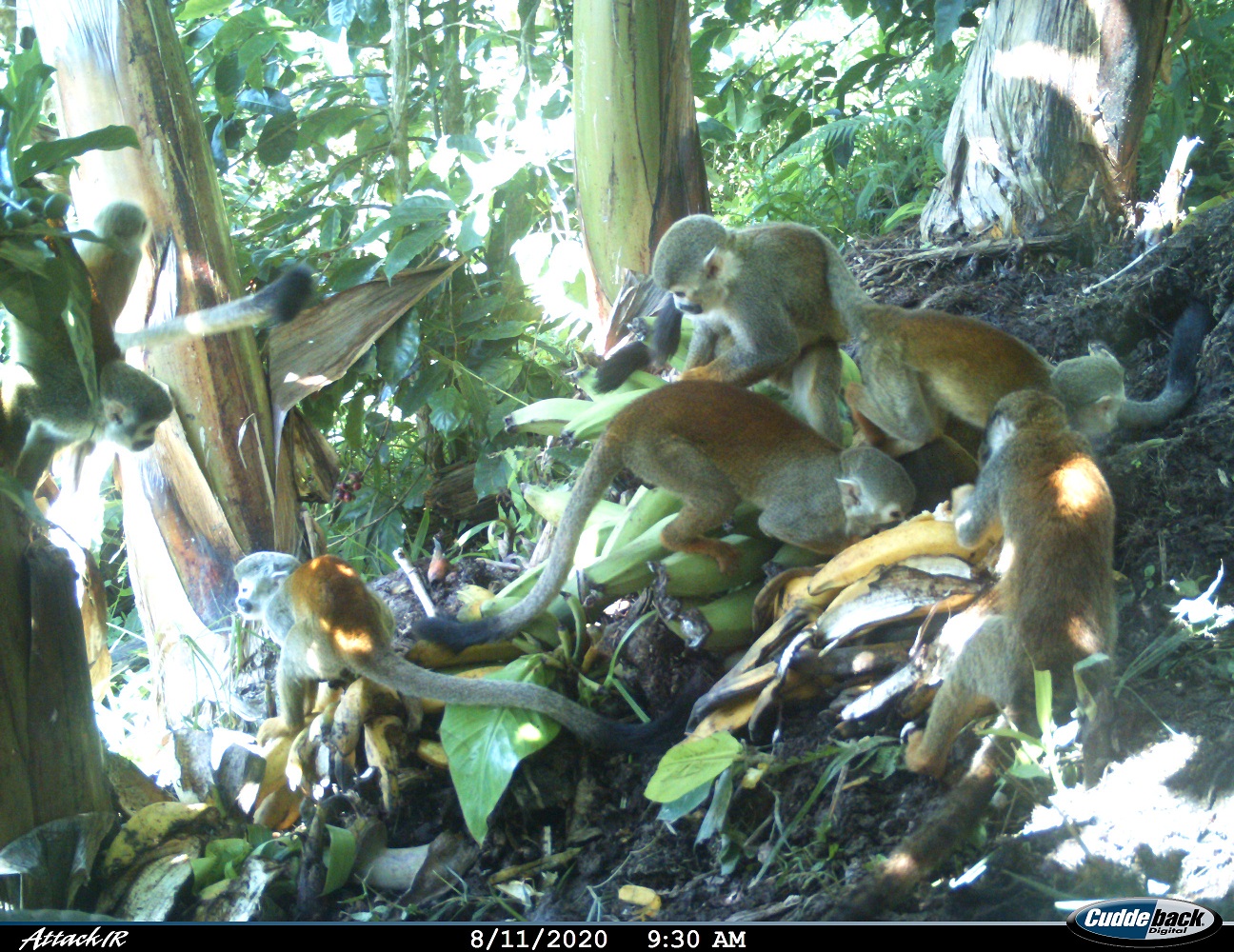 ¡Monos a la vista! registran fauna silvestre en el Huila