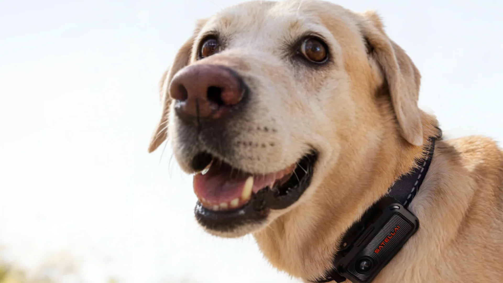 Cómo desinfectar a su perro al volver de la calle en cinco pasos