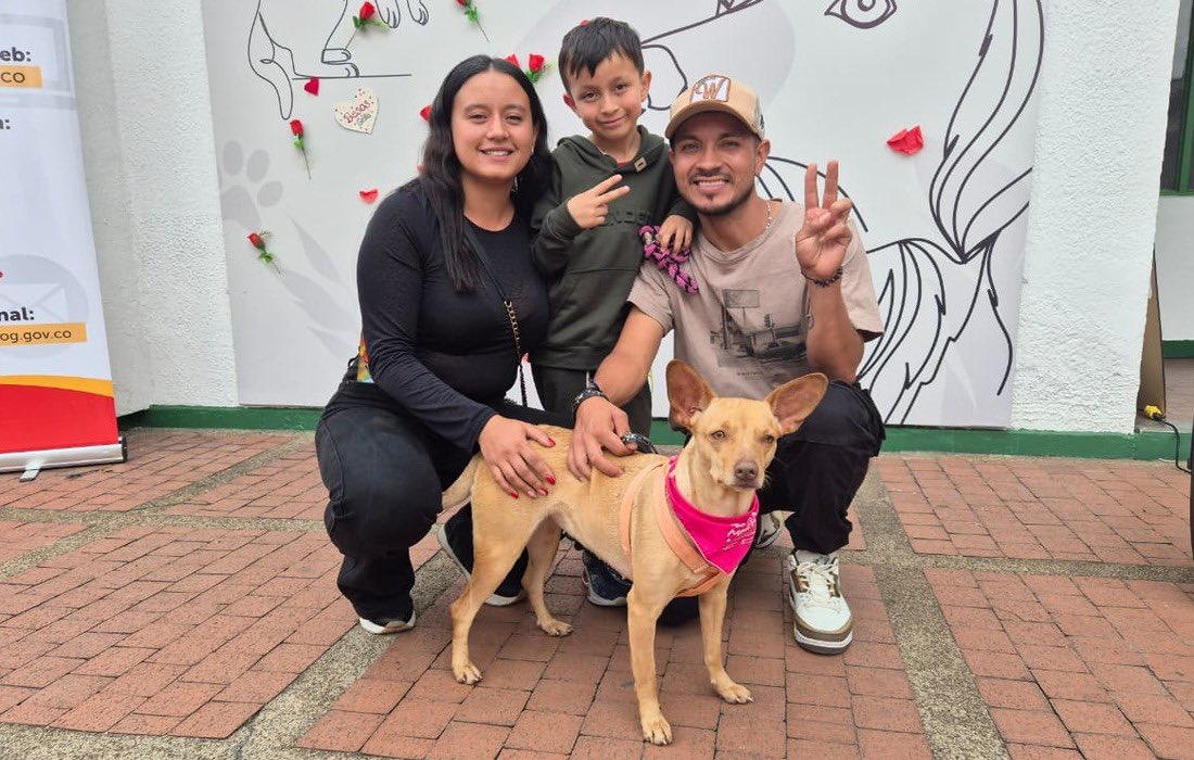 Eligen a Medusa, una de las perritas más viejas, en jornada de adopción en Bogotá