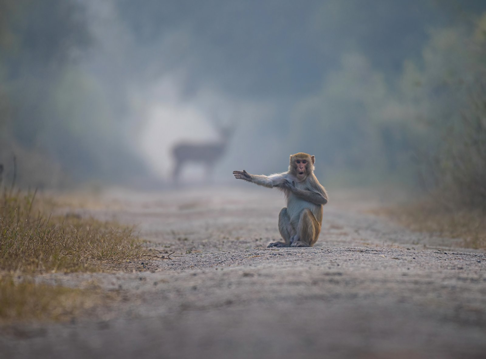 "Mira a la derecha, hermano". La foto fue tomada en el Parque Nacional Keoladeo, Bharatpur, Rajasthan, India.
