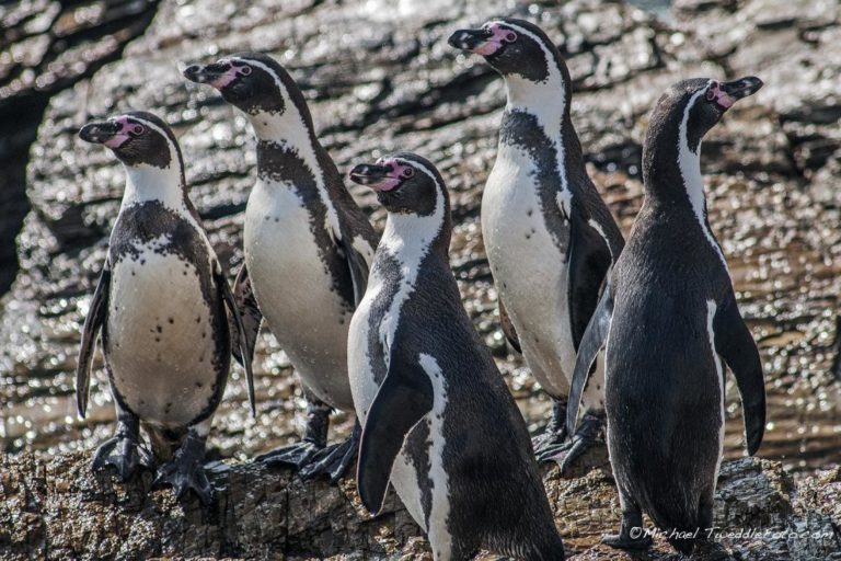 En Chile, la falta de monitoreos demográficos impide que se generen estrategias de conservación efectivas.Foto: Michael Tweddle-OceanaAdemás, el experto explica que se han realizado estudios que demuestran que hay un efecto significativo de la captura incidental por redes de pesca. “El pingüino es un ave buceadora que va detrás de la presa. Cuando se encuentra con una red se enreda y muere porque se ahoga”, explica.