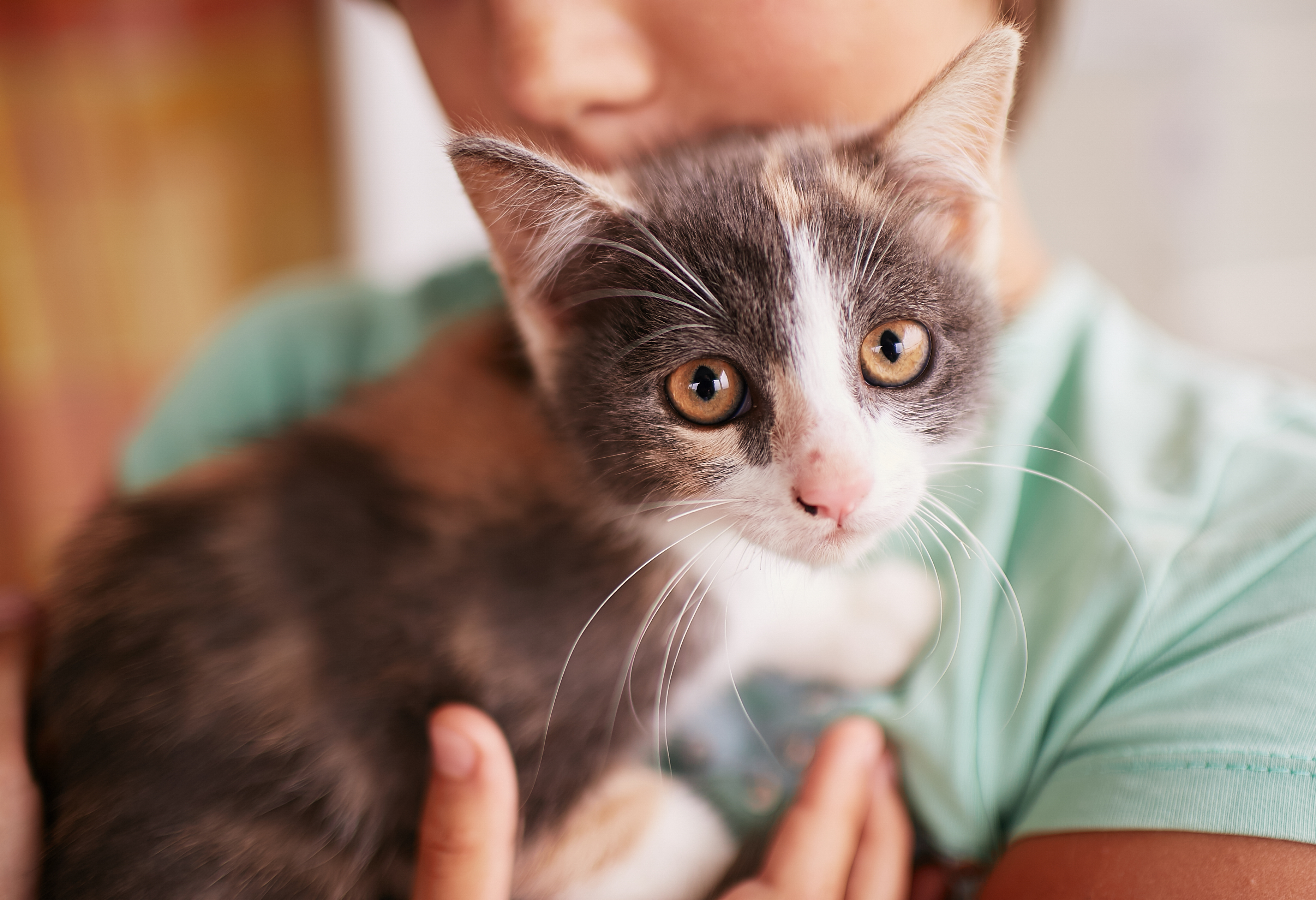 ¿Qué beneficios tiene crecer con un gato?