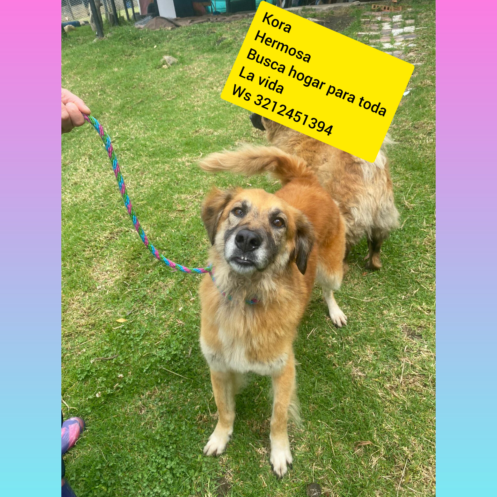Esta perrita es mayor, pero tiene amor para dar y busca un hogar para toda la vida.