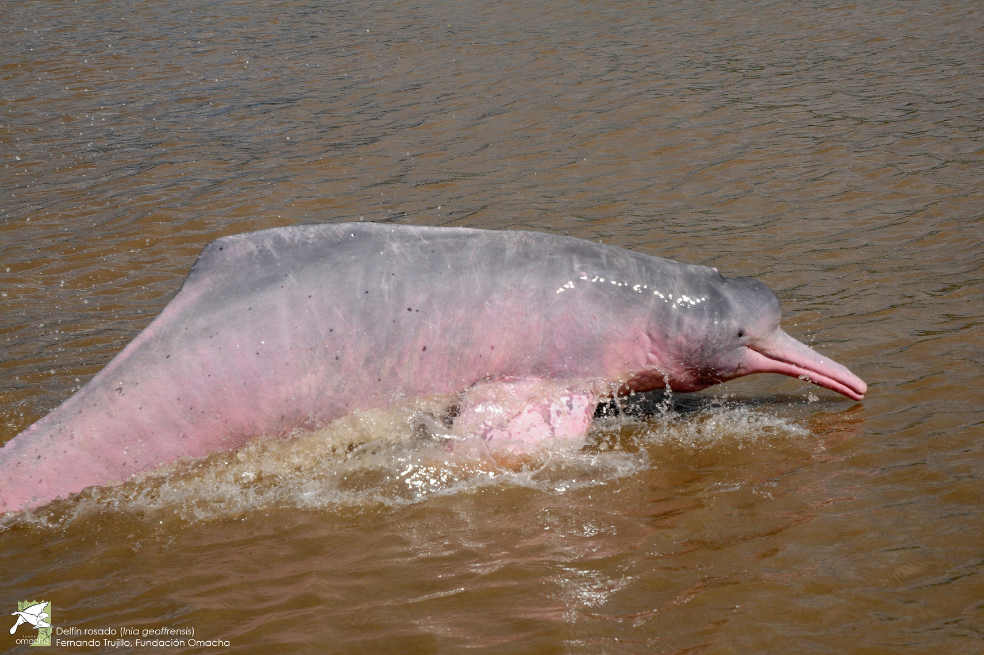 Así buscarán nueve países de Sudamérica y Asia salvar a los delfines de río